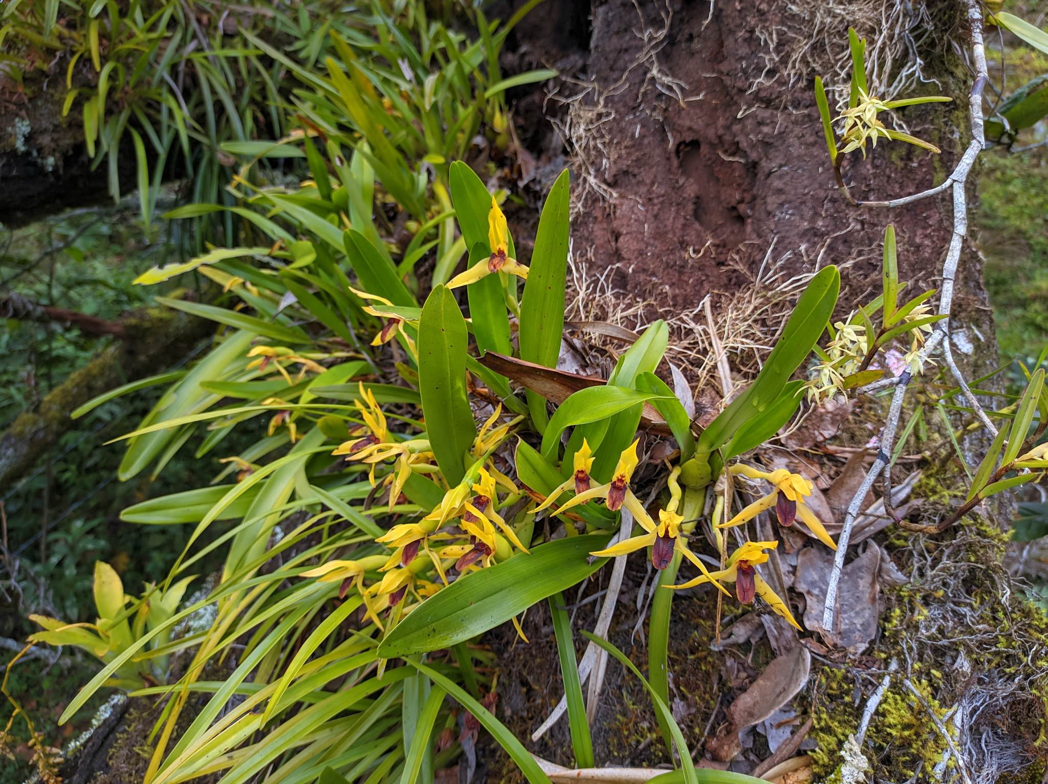 Maxillaria rhombea